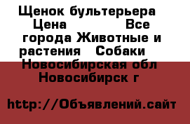 Щенок бультерьера › Цена ­ 35 000 - Все города Животные и растения » Собаки   . Новосибирская обл.,Новосибирск г.